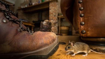 AKTIS SIA, Deratizācija, dezinsekcija un dezinfekcija